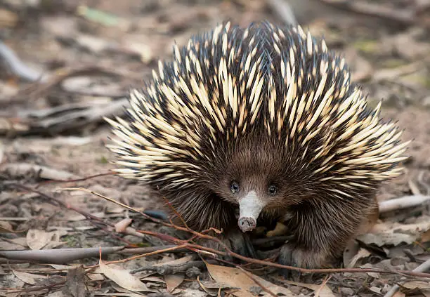 A primitive marsupial mammal known as an echidna searches the forest floor for termites and ants.