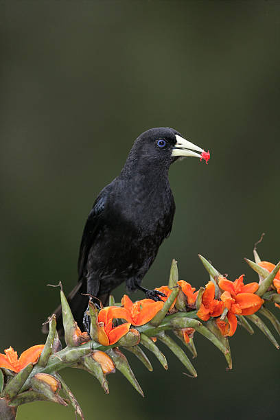 istock Red-rumped cacique, Cacicus haemorrhous 459046691