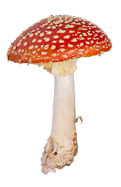 중진공상태 레드 플라이에는 agaric 흰색 바탕에 그림자와 - mushroom fly agaric mushroom photograph toadstool 뉴스 사진 이미지