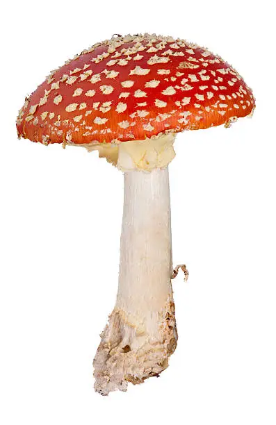 Photo of medium red fly agaric isolated on white