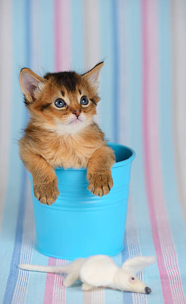 istock Cute somali kitten in a bucket with mouse 459049713