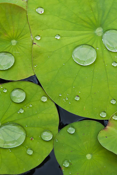 istock Drops of water on a lotus leaf 459051189