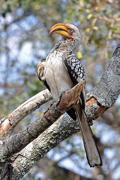 istock Southern Yellowbilled Hornbill 459051593