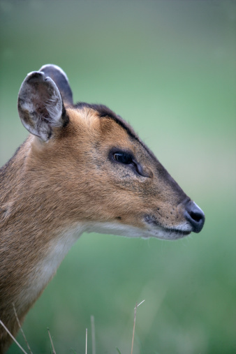 Muntjac,  Muntiacus reevesi, single mammal head shot, Midlands