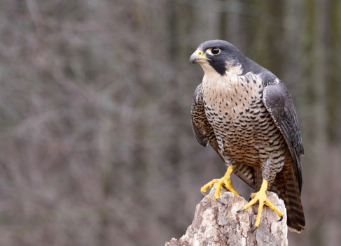 A Peregrine Falcon (Falco peregrinus) perched on a stump.  These birds are the fastest animals in the world.