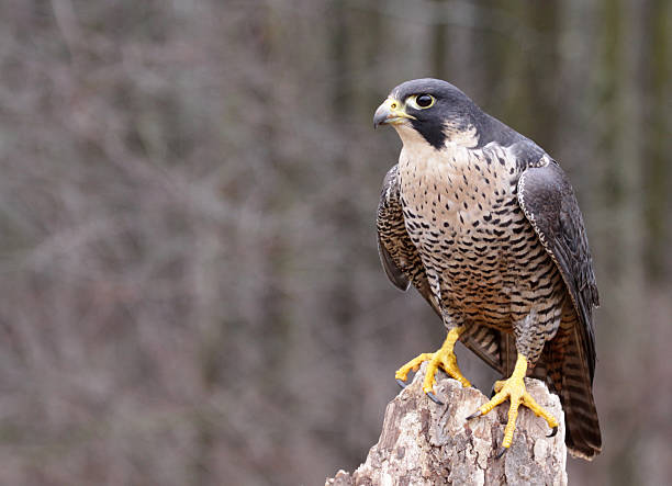 Perched Peregrine Falcon stock photo