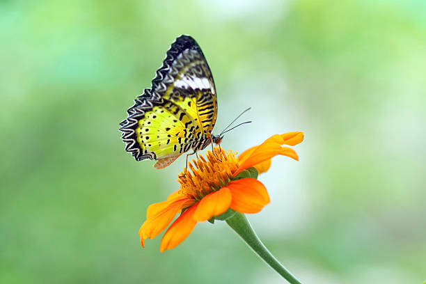 istock Beautiful butterfly on flower. 459052999