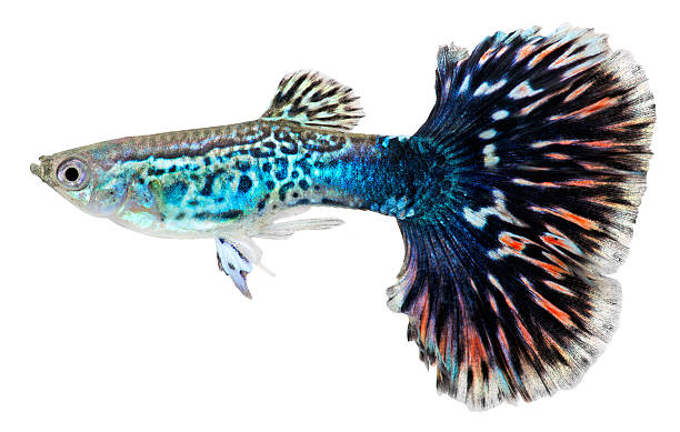 Guppy fish.Poecilia reticulata