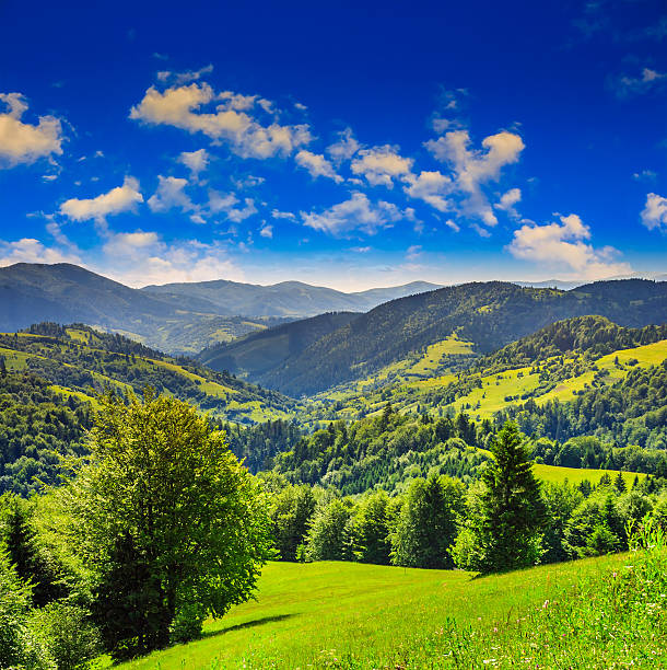 istock coniferous forest on a steep mountain slope 459055301