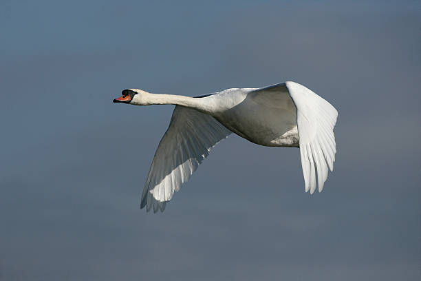 istock Mute swan ,Cygnus olor 459056727