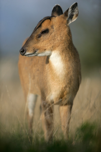 Muntjac,  Muntiacus reevesi, single mammal on grass, Midlands