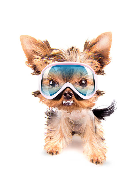 istock angry dog with ski mask 459056901