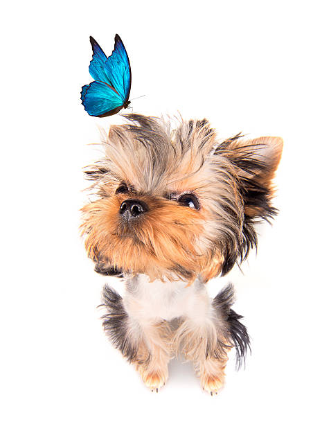 istock charming Puppy with blue butterfly 459056953