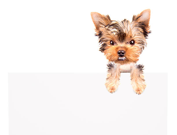 istock very angry Puppy above billboard 459056981