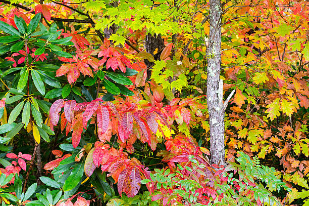 istock Fall Details in the Blue Ridge Mountains 459058175