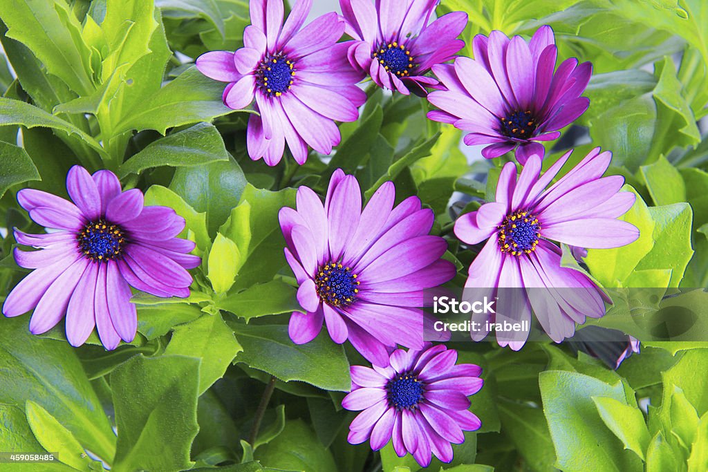 ヴァイオレットアフリカのデイジー（Dimorphoteca 、Osteospermum ）の花 - オステオスペルマムのロイヤリティフリーストックフォト