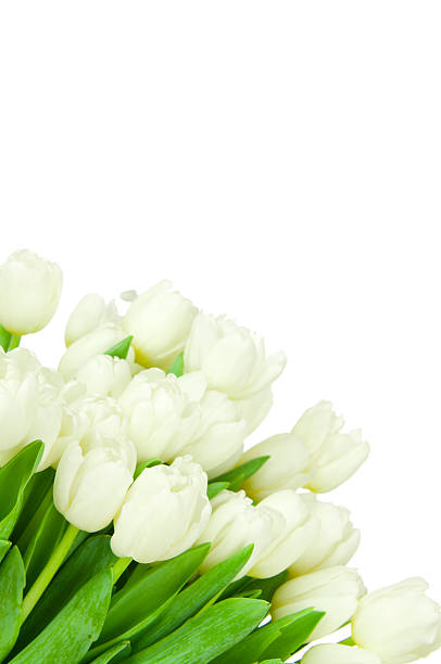 istock Bouquet of tulips 459058523