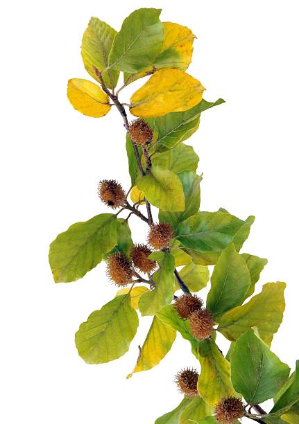istock twig of beech tree with brown,prickly fruits 459058905