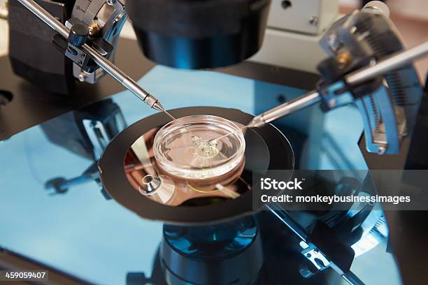 Fertilization Of Eggs In Ivf Treatment In Laboratory Setting Stock Photo - Download Image Now