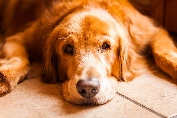 istock Golden Retriever Resting on Floor 459061049