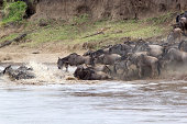 gnu-migration.jpg?b=1&s=170x170&k=20&c=KNdjM6iMiU8aJ6Yc7KQBJu6glmVLXb6qpiJ296yp0Rs=