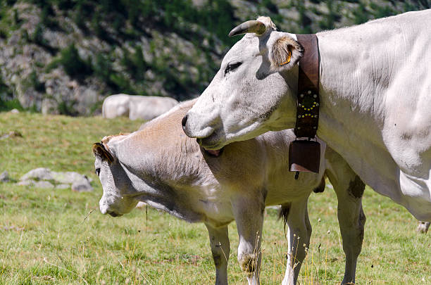 mucca e vitello - domestic cattle calf mother field foto e immagini stock