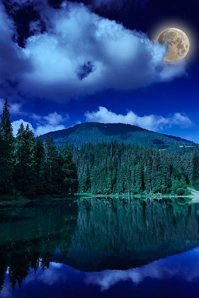 istock morning in forest near lake mountains 459063933