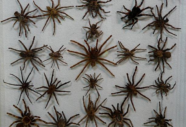 Arachne Fotos Bilder und Stockfotos iStock