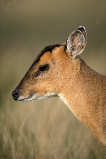 Muntjac,  Muntiacus reevesi, single mammal head shot, Midlands