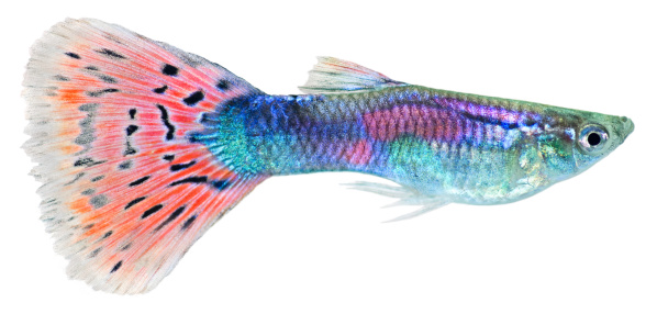 Guppy fish isolated in white background  (Poecilia reticulata)