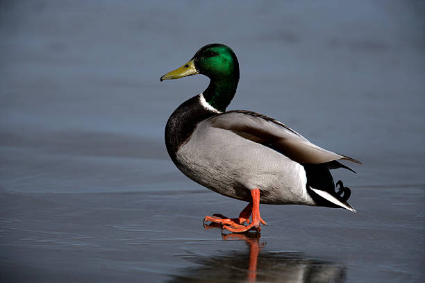 istock Mallard, Anas platyrhynchos 459077483