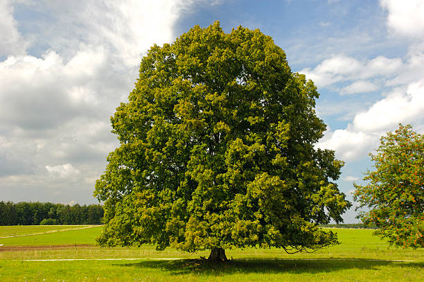 unico grande albero di tiglio - tree single object remote landscape foto e immagini stock