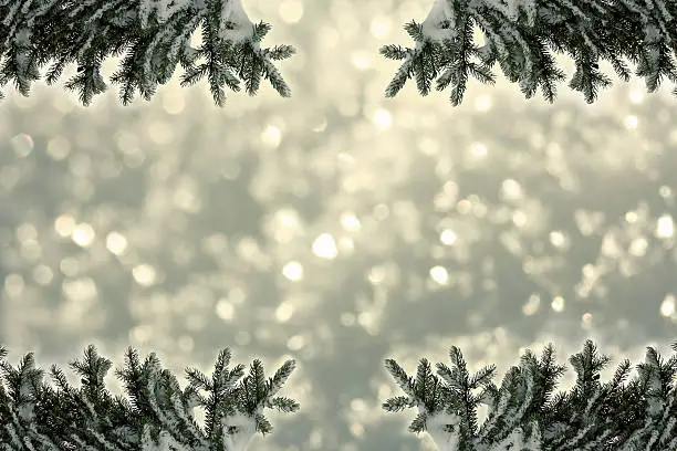 background - glittering snowflakes and fir branches