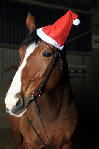 season's greetings with horse wearing a Santa hat