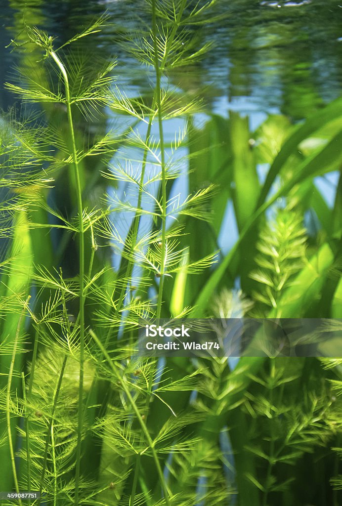 Alga en la corriente de agua - Foto de stock de Acuario - Recinto para animales en cautiverio libre de derechos