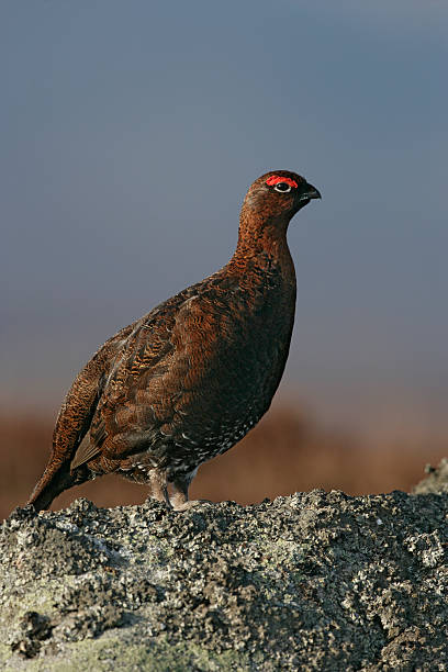 istock Red grouse, Lagopus lagopuss 459090901