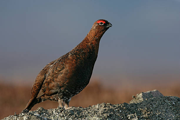 istock Red grouse, Lagopus lagopuss 459090905