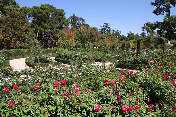 Beautiful rosarium in Madrid Buen Retiro park. Garden in Spanish capital city.