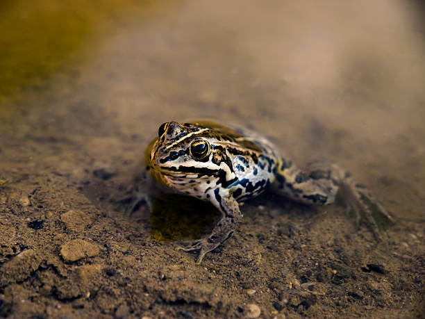 Posing common frog stock photo