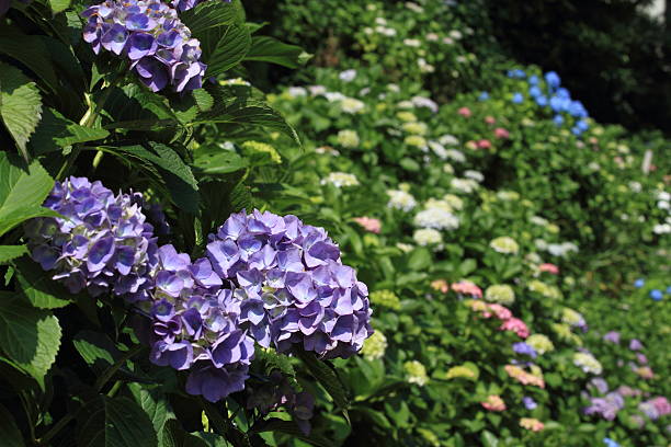 hydrangea at Jouju-in temple, Kamakura