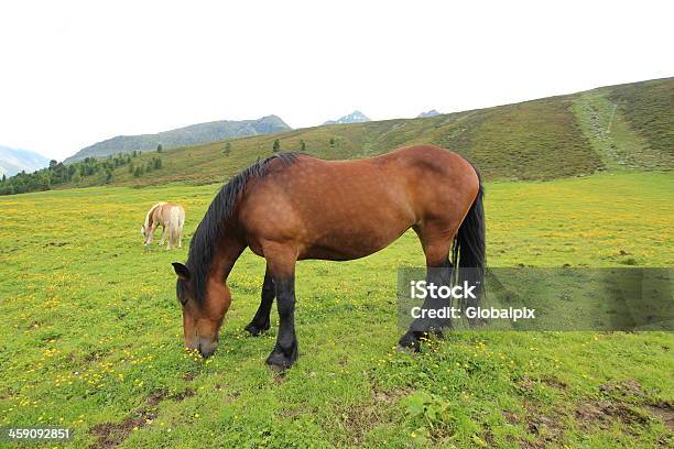 Horse In A Field Alpine Meadow Stock Photo - Download Image Now - Agricultural Field, Agriculture, Animal