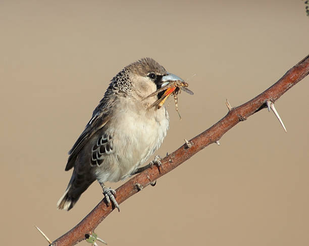 istock Sociable weaver eating a grashopper 459094275