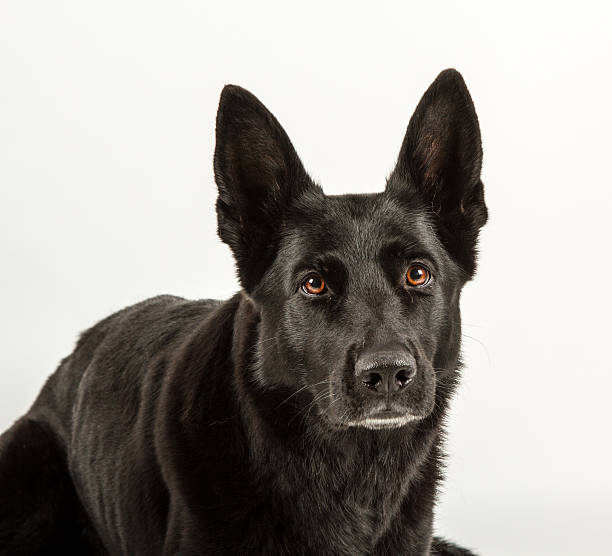 istock Black German shepherd laying looking at you in a studio 459094625