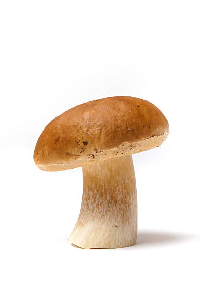 istock Ripe Boletus Edulis Mushroom 459097045