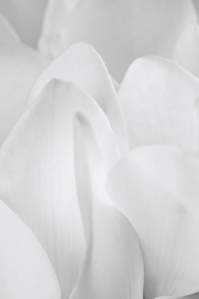 istock Soft White Cyclamen Petals, Detailed Vertical Macro Closeup Background 459099027