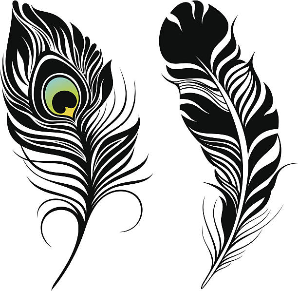 ilustraciones, imágenes clip art, dibujos animados e iconos de stock de feathers - feather peacock ornate vector