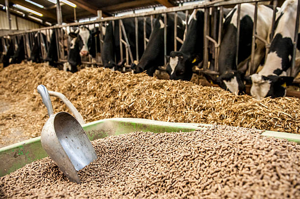 Pellet feed for cows Wheelbarrow with pellet feed for dairy cows in barn. pellet gun stock pictures, royalty-free photos & images
