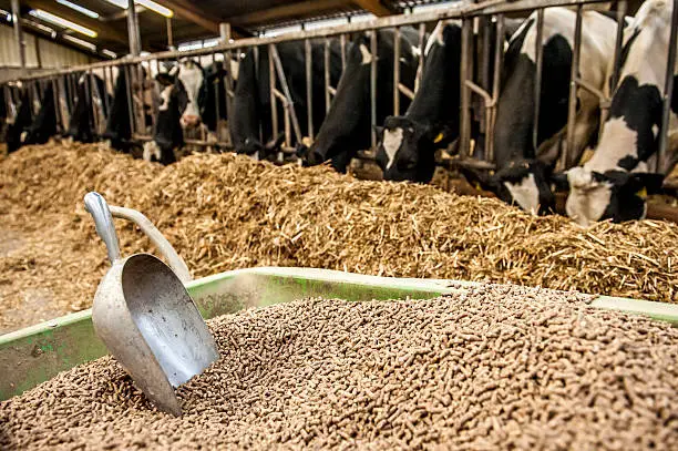 Wheelbarrow with pellet feed for dairy cows in barn.