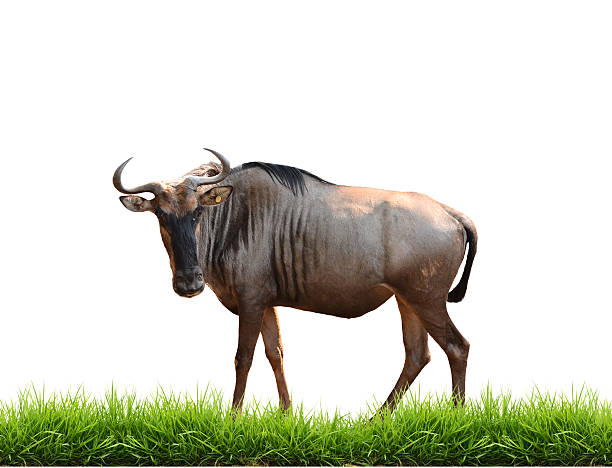 istock wilderbeest with green grass isolated 459109365
