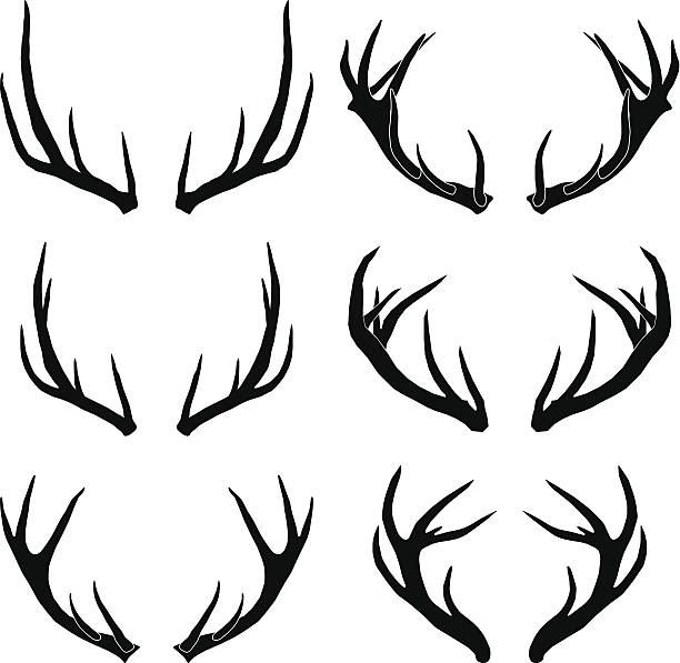 ilustraciones, imágenes clip art, dibujos animados e iconos de stock de vector deer antlers colección - stags horn